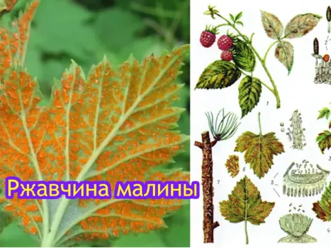 Arctic raspberry rust