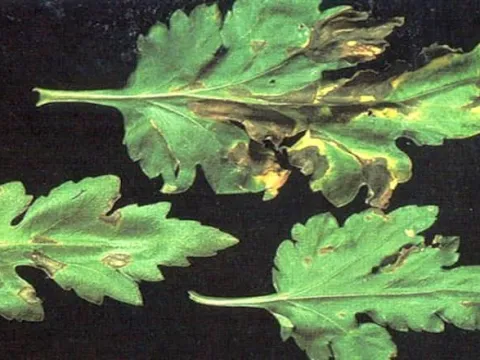 Дидимельоз маргаритки
