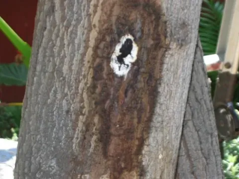 Fusarium wilt of avocado