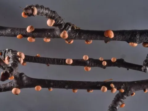Коралова плямистість