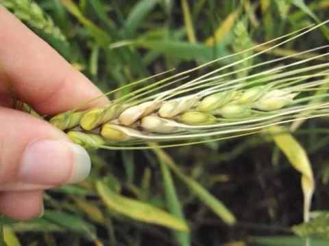 Bisifusarium infection