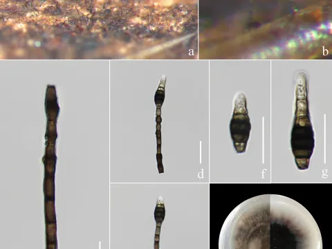 Lacellinosis