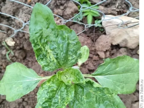 Sunflower crinkle