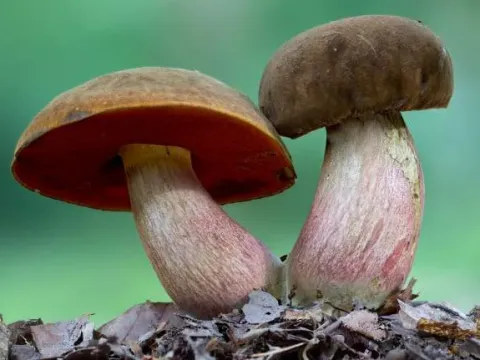 Neoboletus