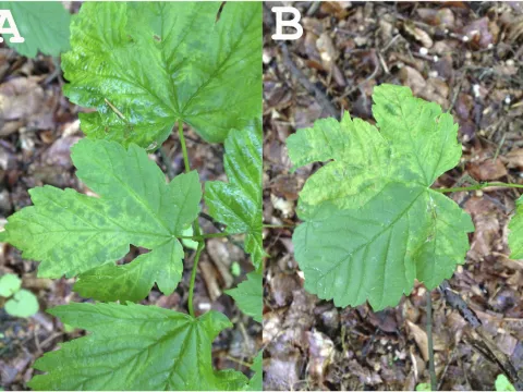 Maple mite-borne mosaic virus