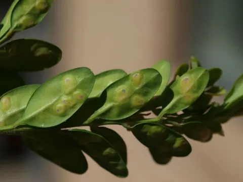 Boxwood leaf blotch