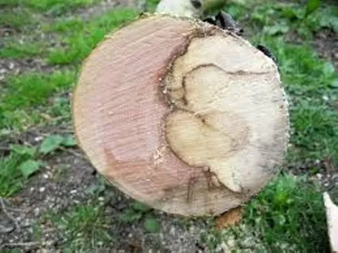 Splanchnonema argus