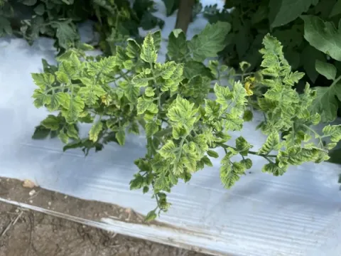 Shotokuvirae