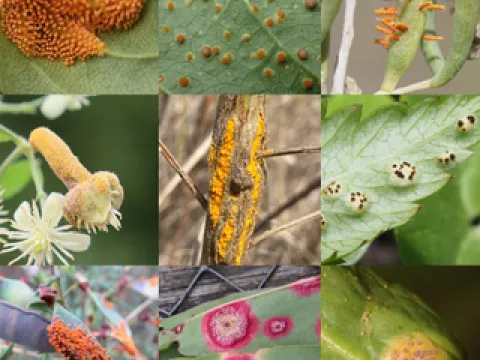 Sesbania rust
