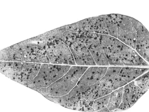 American plum line pattern virus