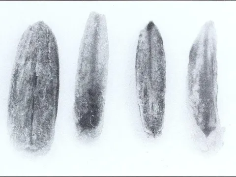 Опьяняющий хлеб