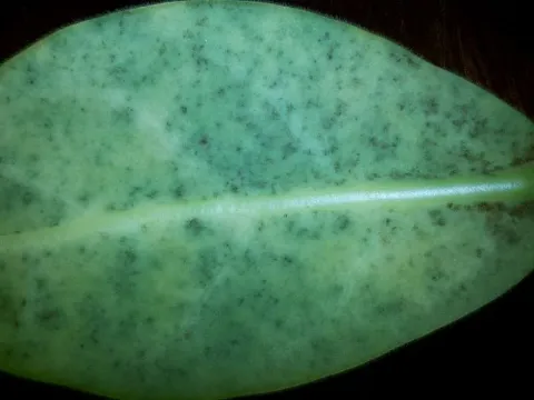 Calycina