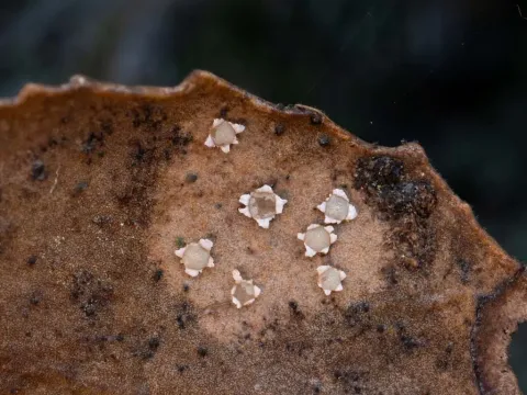 Claussenomyces jahnianus