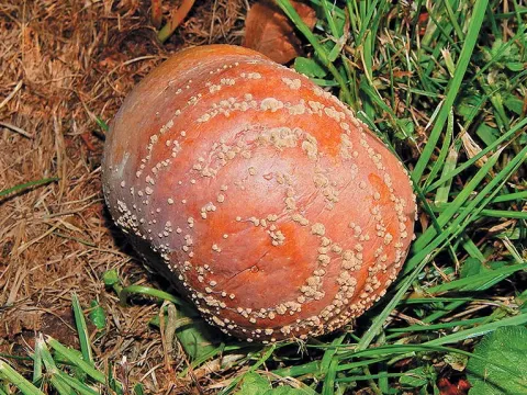 Монилиоз айвы