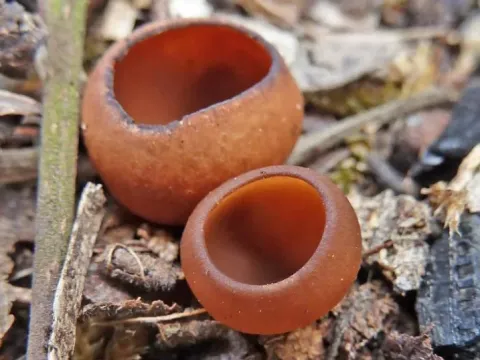Dumontinia