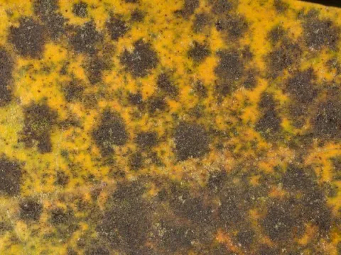 Setameliola