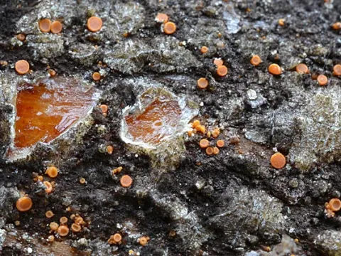 Rhizodiscinaceae