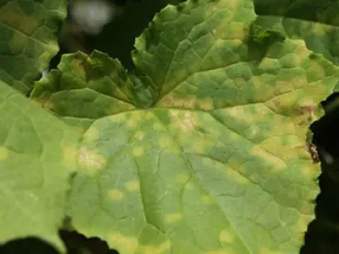 Downy mildew of geranium