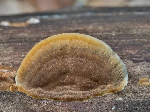 Phellinus gilvus