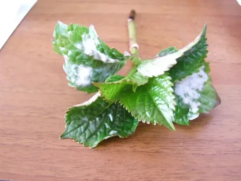 Hydrangea powdery mildew