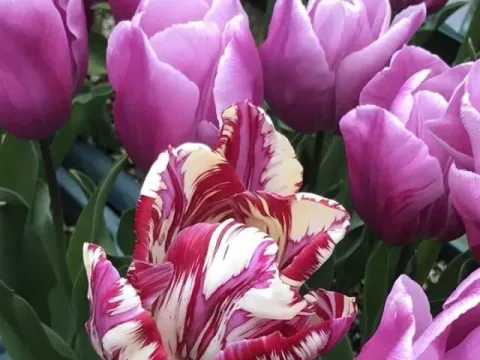 Tulip breaking virus
