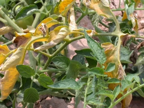 Fusarium commune