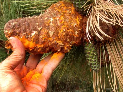 Pine cone rust
