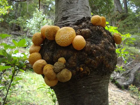 Сакхароміцес еубаянус