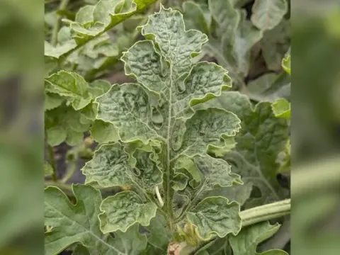 Coguvirus henanense