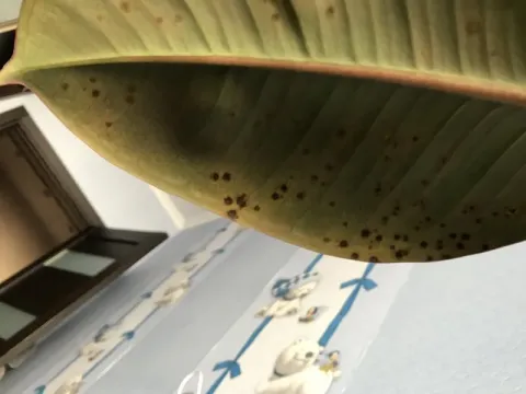Ficus rust