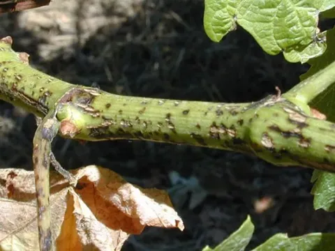 Phomopsis fruit rot