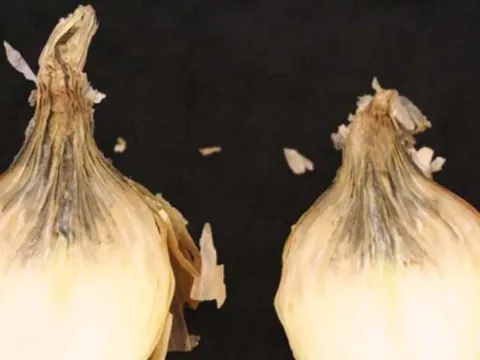 Neck rot of onion