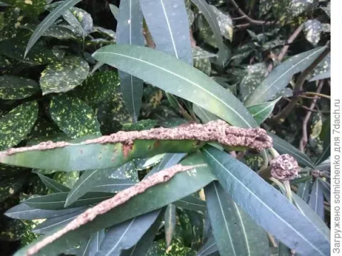 Oleander knot