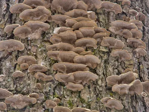 Cerrena fungi