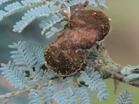 Эндораециевые
