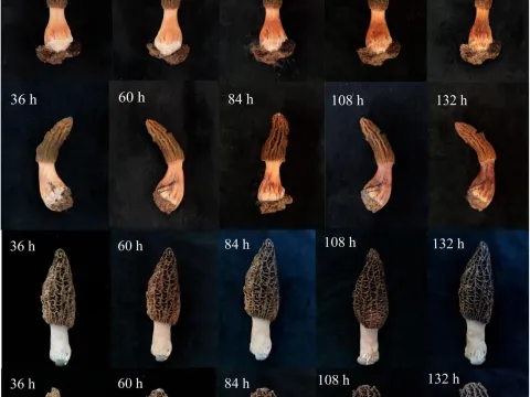 Morchella sextelata