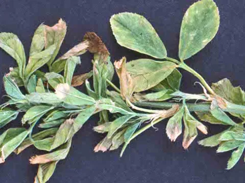 Verticillium wilt of alfalfa