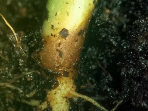 Bacterial wilt of pepper