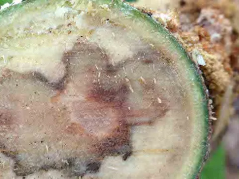 Fusarium wilt of avocado