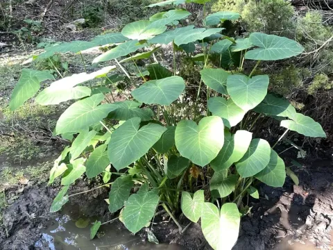 Xanthosoma