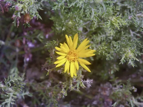 Xanthisma