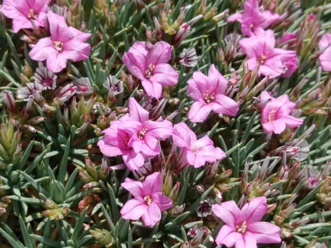 Acantholimon