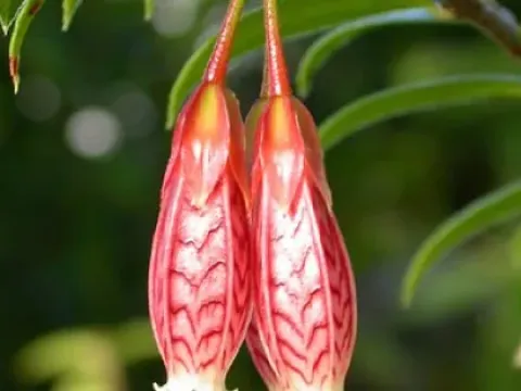 Agapetes