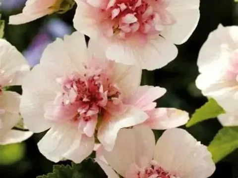 Алкальтея