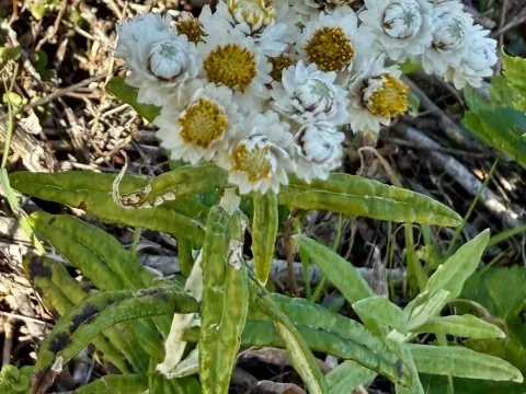 Anaphalis