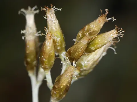 Pussytoes