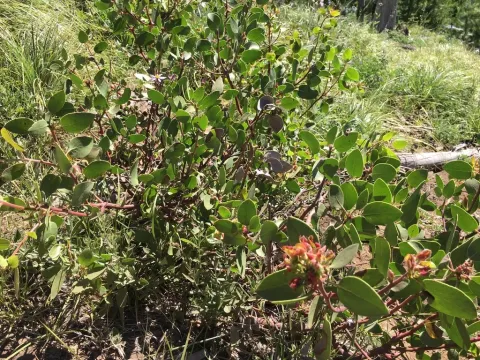 Bearberry