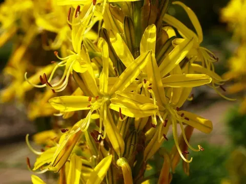 Asphodeline