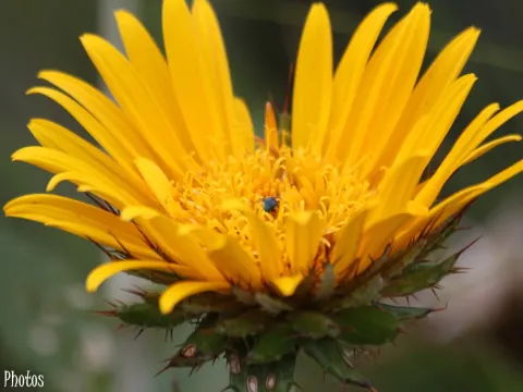 Berkheya