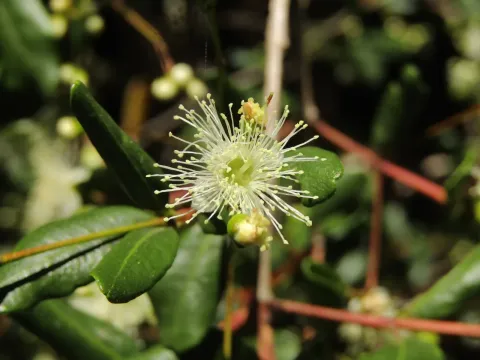 Blepharocalyx